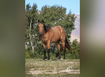 Caballo cuarto de milla, Caballo castrado, 4 años, 152 cm, Buckskin/Bayo