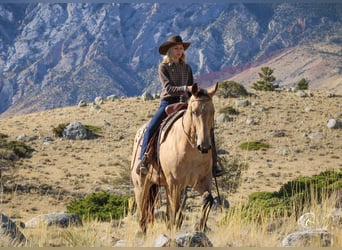 Caballo cuarto de milla, Caballo castrado, 4 años, 152 cm, Buckskin/Bayo