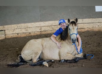 Caballo cuarto de milla, Caballo castrado, 4 años, 152 cm, Buckskin/Bayo