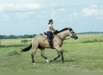 Caballo cuarto de milla, Caballo castrado, 4 años, 152 cm, Buckskin/Bayo