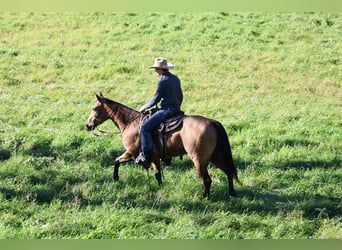 Caballo cuarto de milla, Caballo castrado, 4 años, 152 cm, Buckskin/Bayo