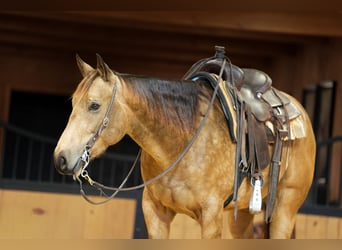 Caballo cuarto de milla, Caballo castrado, 4 años, 152 cm, Buckskin/Bayo