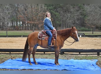 Caballo cuarto de milla, Caballo castrado, 4 años, 152 cm, Castaño