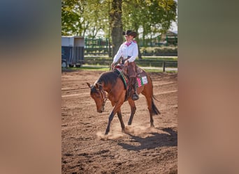 Caballo cuarto de milla, Caballo castrado, 4 años, 152 cm, Castaño