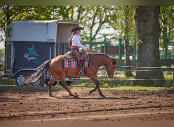 Caballo cuarto de milla, Caballo castrado, 4 años, 152 cm, Castaño