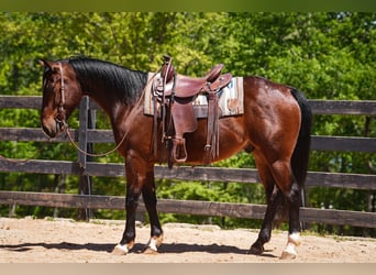 Caballo cuarto de milla, Caballo castrado, 4 años, 152 cm, Castaño rojizo
