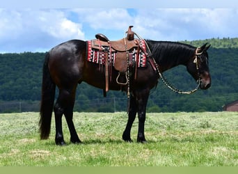 Caballo cuarto de milla, Caballo castrado, 4 años, 152 cm, Castaño rojizo