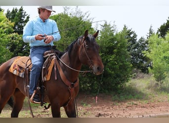 Caballo cuarto de milla, Caballo castrado, 4 años, 152 cm, Castaño rojizo