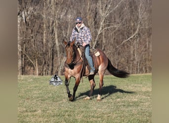 Caballo cuarto de milla, Caballo castrado, 4 años, 152 cm, Castaño-ruano