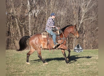 Caballo cuarto de milla, Caballo castrado, 4 años, 152 cm, Castaño-ruano