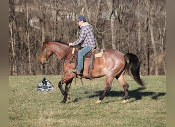 Caballo cuarto de milla, Caballo castrado, 4 años, 152 cm, Castaño-ruano