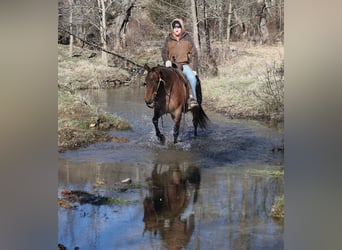 Caballo cuarto de milla, Caballo castrado, 4 años, 152 cm, Castaño-ruano