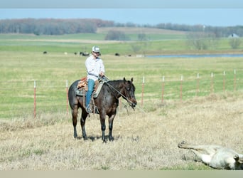 Caballo cuarto de milla, Caballo castrado, 4 años, 152 cm, Castaño-ruano