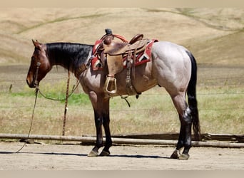 Caballo cuarto de milla, Caballo castrado, 4 años, 152 cm, Castaño-ruano