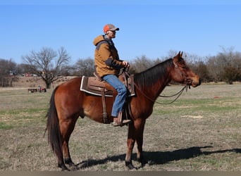 Caballo cuarto de milla, Caballo castrado, 4 años, 152 cm, Castaño-ruano