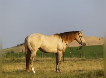 Caballo cuarto de milla, Caballo castrado, 4 años, 152 cm, Champán