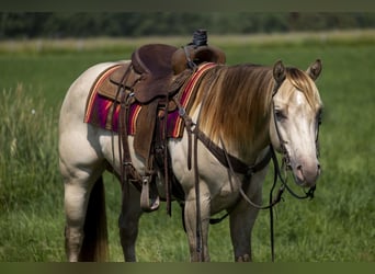 Caballo cuarto de milla, Caballo castrado, 4 años, 152 cm, Champán