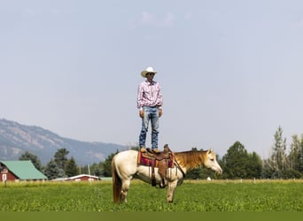 Caballo cuarto de milla, Caballo castrado, 4 años, 152 cm, Champán