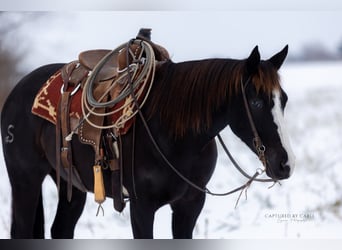 Caballo cuarto de milla, Caballo castrado, 4 años, 152 cm, Negro
