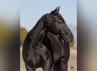 Caballo cuarto de milla, Caballo castrado, 4 años, 152 cm, Negro