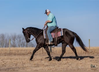 Caballo cuarto de milla, Caballo castrado, 4 años, 152 cm, Negro