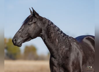 Caballo cuarto de milla, Caballo castrado, 4 años, 152 cm, Negro