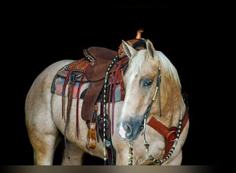 Caballo cuarto de milla, Caballo castrado, 4 años, 152 cm, Palomino