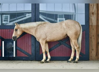 Caballo cuarto de milla, Caballo castrado, 4 años, 152 cm, Palomino