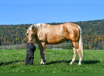 Caballo cuarto de milla, Caballo castrado, 4 años, 152 cm, Palomino