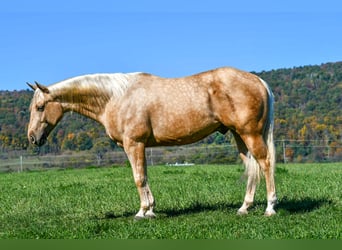 Caballo cuarto de milla, Caballo castrado, 4 años, 152 cm, Palomino