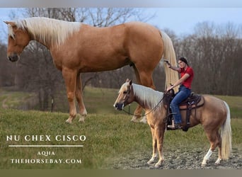 Caballo cuarto de milla, Caballo castrado, 4 años, 152 cm, Palomino