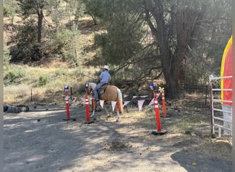 Caballo cuarto de milla, Caballo castrado, 4 años, 152 cm, Palomino