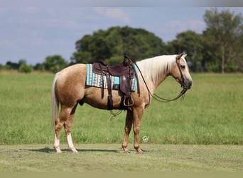 Caballo cuarto de milla, Caballo castrado, 4 años, 152 cm, Palomino