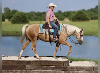 Caballo cuarto de milla, Caballo castrado, 4 años, 152 cm, Palomino
