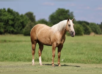 Caballo cuarto de milla, Caballo castrado, 4 años, 152 cm, Palomino