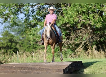 Caballo cuarto de milla, Caballo castrado, 4 años, 152 cm, Palomino