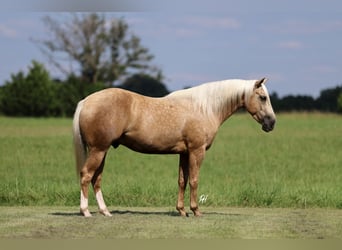 Caballo cuarto de milla, Caballo castrado, 4 años, 152 cm, Palomino