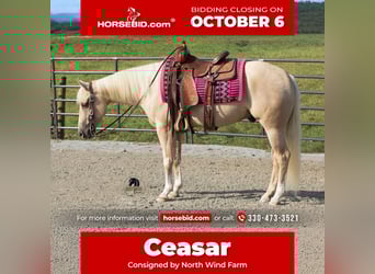 Caballo cuarto de milla, Caballo castrado, 4 años, 152 cm, Palomino