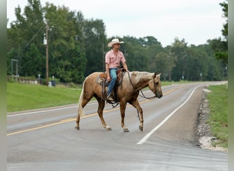 Caballo cuarto de milla, Caballo castrado, 4 años, 152 cm, Palomino