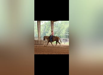 Caballo cuarto de milla, Caballo castrado, 4 años, 152 cm, Palomino