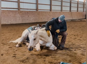 Caballo cuarto de milla, Caballo castrado, 4 años, 152 cm, Palomino