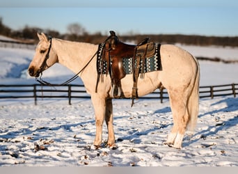 Caballo cuarto de milla, Caballo castrado, 4 años, 152 cm, Palomino