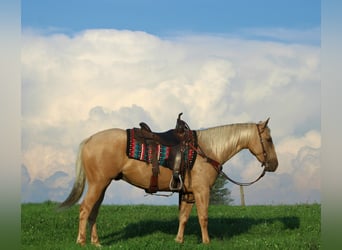 Caballo cuarto de milla, Caballo castrado, 4 años, 152 cm, Palomino