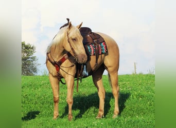 Caballo cuarto de milla, Caballo castrado, 4 años, 152 cm, Palomino