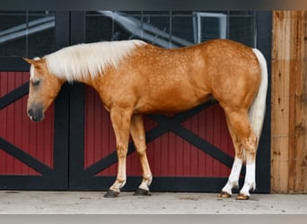 Caballo cuarto de milla, Caballo castrado, 4 años, 152 cm, Palomino