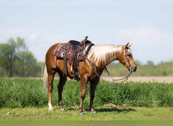 Caballo cuarto de milla, Caballo castrado, 4 años, 152 cm, Palomino