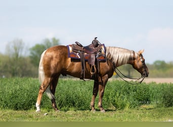 Caballo cuarto de milla, Caballo castrado, 4 años, 152 cm, Palomino