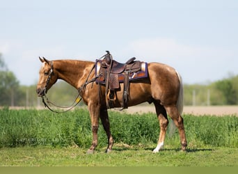Caballo cuarto de milla, Caballo castrado, 4 años, 152 cm, Palomino