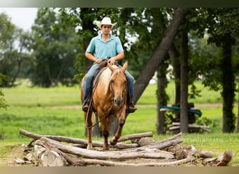 Caballo cuarto de milla, Caballo castrado, 4 años, 152 cm, Palomino