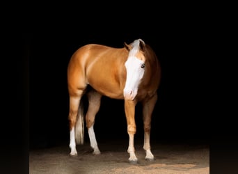 Caballo cuarto de milla, Caballo castrado, 4 años, 152 cm, Palomino